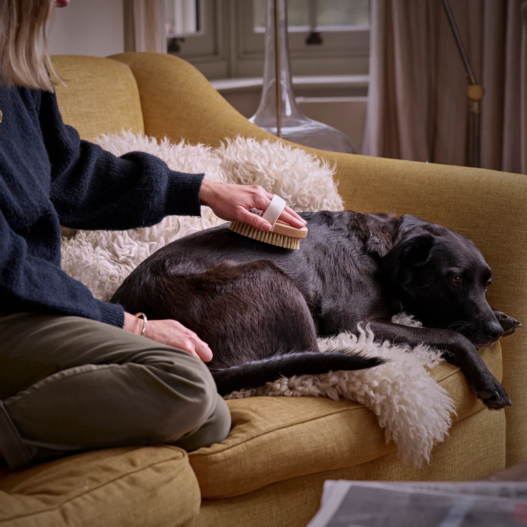 Digby Dog Brush - Image 2